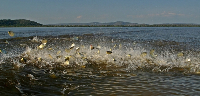 Barco Mutum Expedições - Peixes do Local