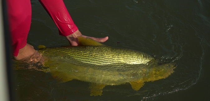 Pedrinho Pesca Turismo - Peixes do Local