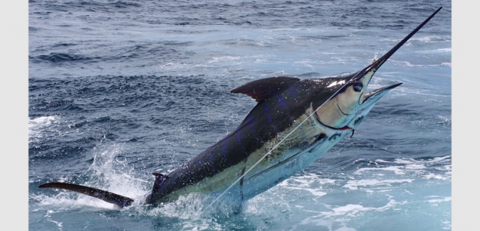 P1 Pesca Oceânica - Peixes do Local