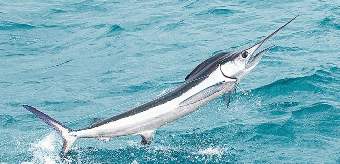 P1 Pesca Oceânica - Peixes do Local