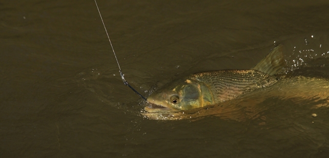 Empedrado Fishing - Peixes do Local