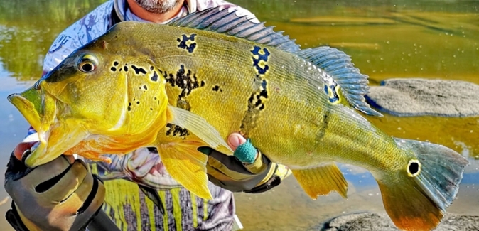 Amazon Legend - Peixes do Local