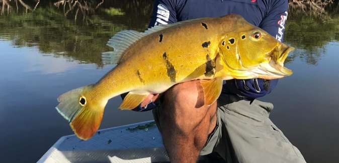 Amazon Legend - Peixes do Local