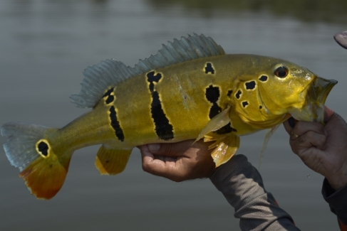 Amazon Legend - Peixes do Local