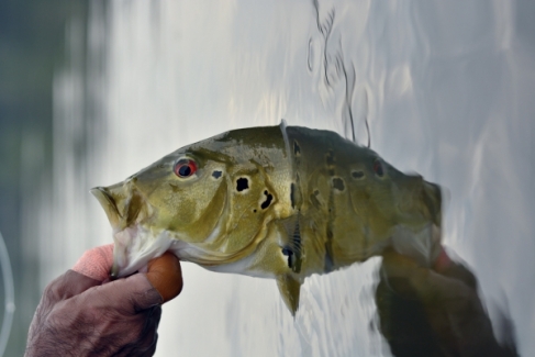 Amazon Legend - Peixes do Local