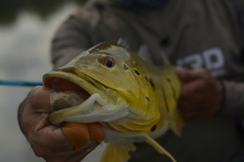 Amazon Legend - Peixes do Local