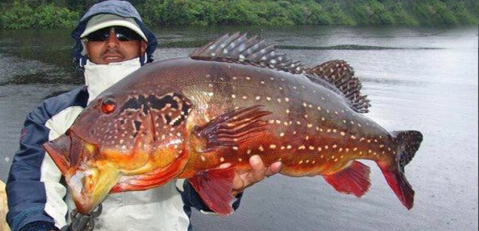 Personal Fishing - Peixes do Local