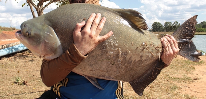 Pesqueiro do Italiano - Peixes do Local