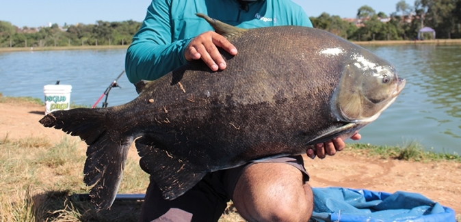 Pesqueiro do Italiano - Peixes do Local