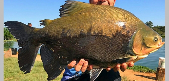 Pesqueiro do Italiano - Peixes do Local