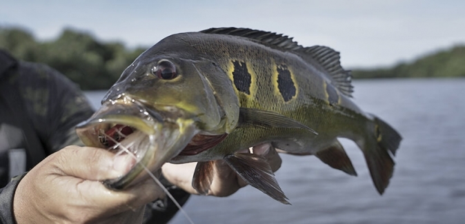 Pro Tucuna Pesca Esportiva - Peixes do Local