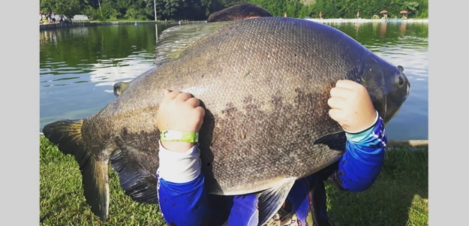 Garça Branca Pesca e Lazer - Peixes do Local