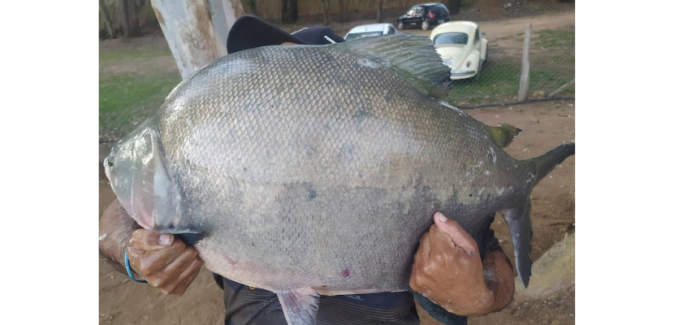 Centro de pesca dos Irmãos - Peixes do Local