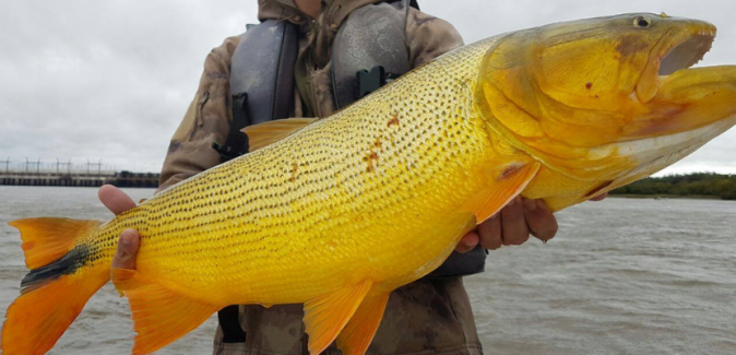 Operação Dourados Gigantes Rio Uruguai - Peixes do Local