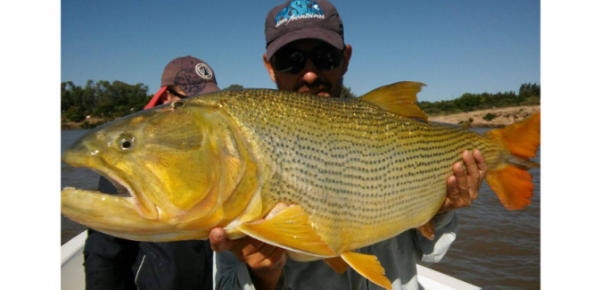 Operação Dourados Gigantes Rio Uruguai - Peixes do Local