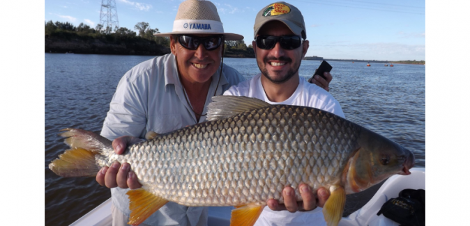 Operação Dourados Gigantes Rio Uruguai - Peixes do Local