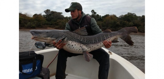 Operação Dourados Gigantes Rio Uruguai - Peixes do Local