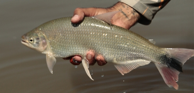 Ituzaingó Fishing - Peixes do Local