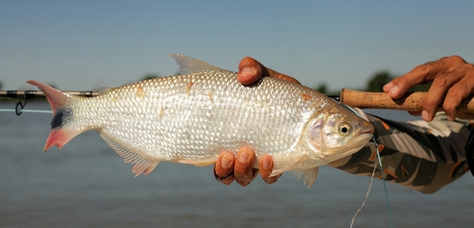 La Regina Hotel - Peixes do Local