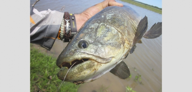 Aventura en Esquina - Peixes do Local