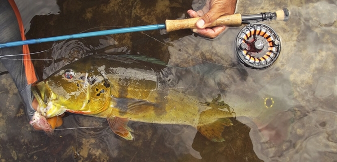 Pousada Itapará - Peixes do Local