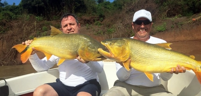 Dourado Bus - Peixes do Local