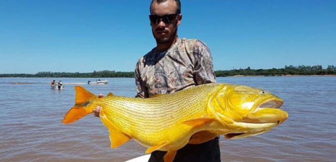 Dourado Bus - Peixes do Local