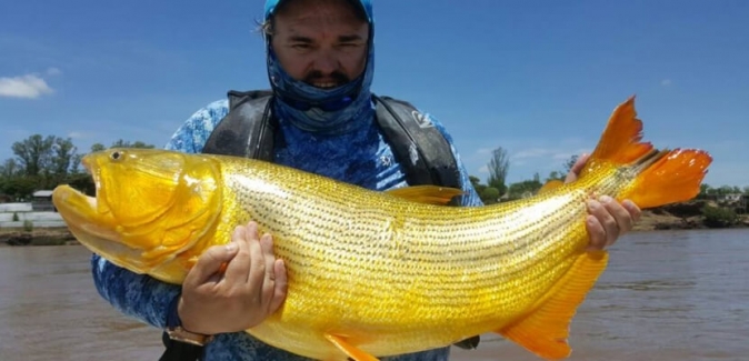 Dourado Bus - Peixes do Local