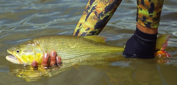 Bamby`s Pesca - Peixes do Local