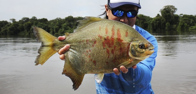 Teles Pires Lodge - Peixes do Local