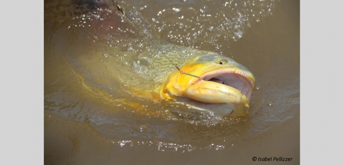 Pousada Rio Mutum - Peixes do Local