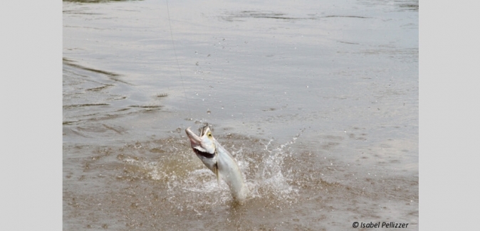 Pousada Rio Mutum - Peixes do Local