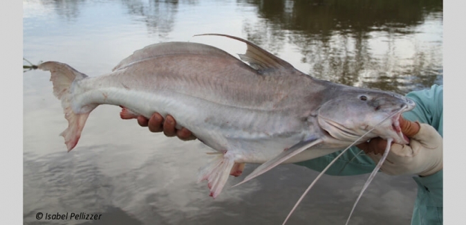 Pousada Rio Mutum - Peixes do Local