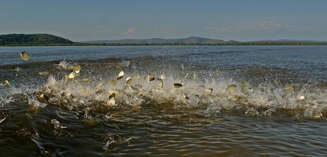 Pousada Rio Mutum - Peixes do Local