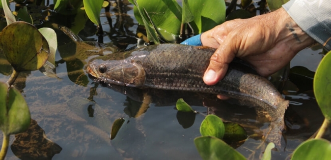 Pousada Rio Mutum - Peixes do Local