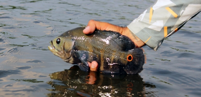 Pousada Rio Mutum - Peixes do Local